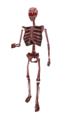 Dm skeleton 25upd.png