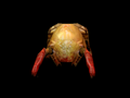 Headcrab.avi video01.png