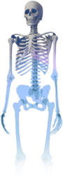 The Lab Human Body Scan.png