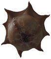 Barnacle germ.png