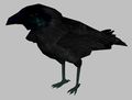 Crow.jpg