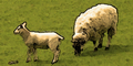 Glados screens sheep1.png