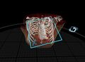 Skeleton rib cage.jpg