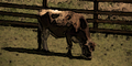 Glados screens cow001.png